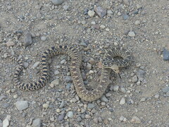 Pituophis catenifer deserticola