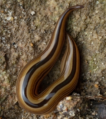 Australopacifica regina