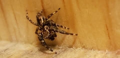 Salticidae