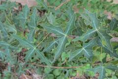 Berberis trifoliolata