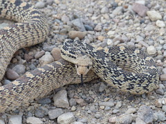 Pituophis catenifer deserticola