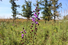 Liatris scariosa