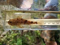 Cottus