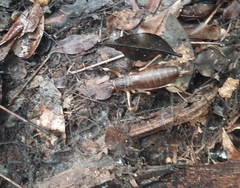 Nesoecia nigrispina