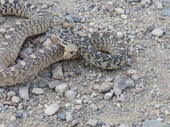 Pituophis catenifer deserticola
