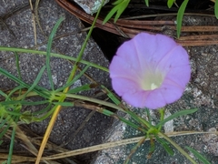 Ipomoea plummerae