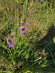 Liatris cylindracea