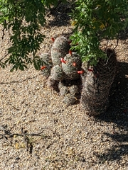 Mammillaria grahamii
