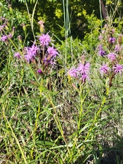 Liatris cylindracea