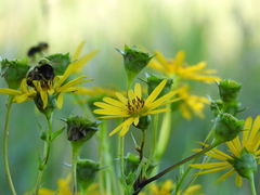 Silphium perfoliatum
