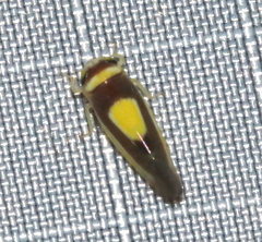 Colladonus clitellarius