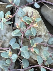 Euphorbia fendleri