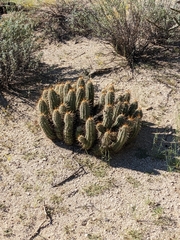 Echinocereus engelmannii