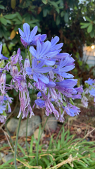 Agapanthus praecox