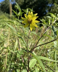 Helianthus giganteus