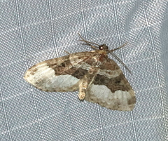 Euphyia intermediata