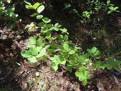 Lonicera utahensis