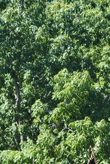 Quercus muehlenbergii