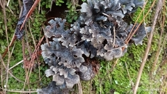Pseudocyphellaria