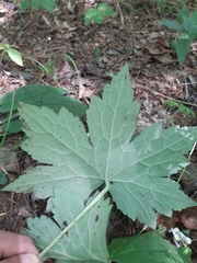 Aconitum alboviolaceum