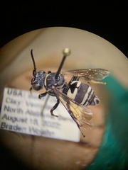 Triepeolus