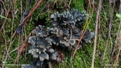 Pseudocyphellaria