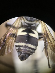 Triepeolus