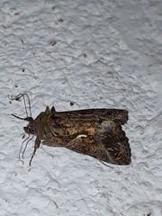 Autographa gamma