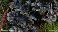 Pseudocyphellaria