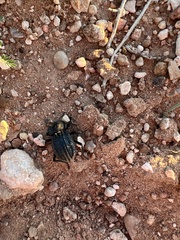 Philolithus sordidus