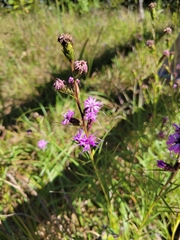 Liatris cylindracea