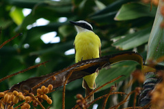 Pitangus sulphuratus