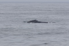 Eubalaena glacialis