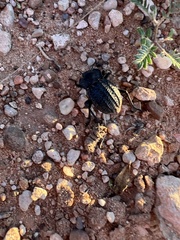 Philolithus sordidus