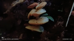 Lactocollybia