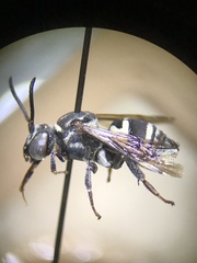 Triepeolus