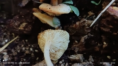 Lactocollybia