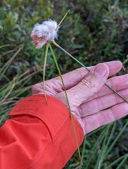 Eriophorum virginicum