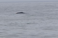 Eubalaena glacialis