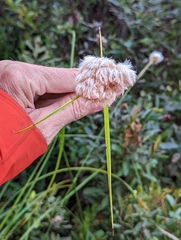 Eriophorum virginicum