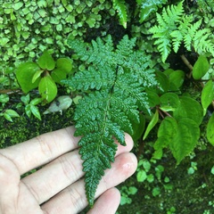 Aleuritopteris krameri