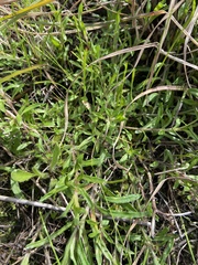 Wahlenbergia multicaulis
