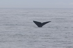 Eubalaena glacialis