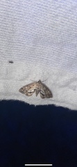 Parapoynx obscuralis