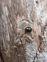 Brachyplatys subaeneus