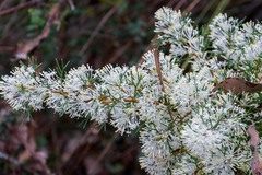 Hakea lissocarpha