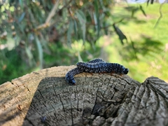 Perga affinis