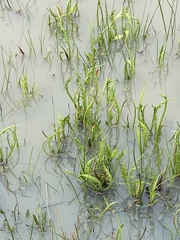 Eryngium vesiculosum