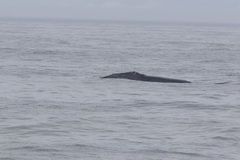 Eubalaena glacialis