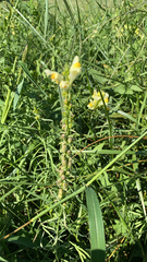 Linaria vulgaris